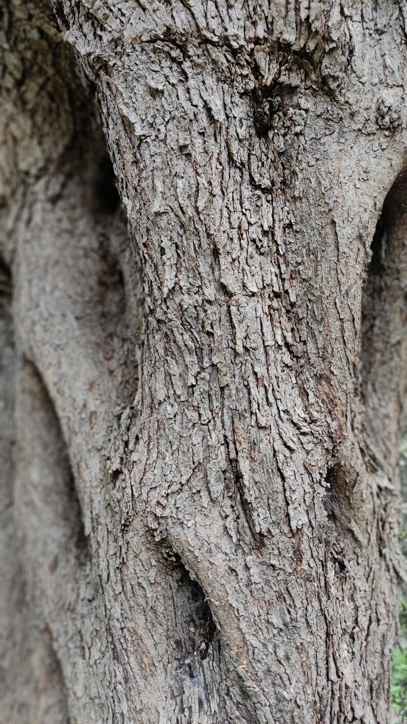 Bark Texture Printable Set of 5 Tree Bark Texture Printable Wall Art,natural Wood Pattern ...