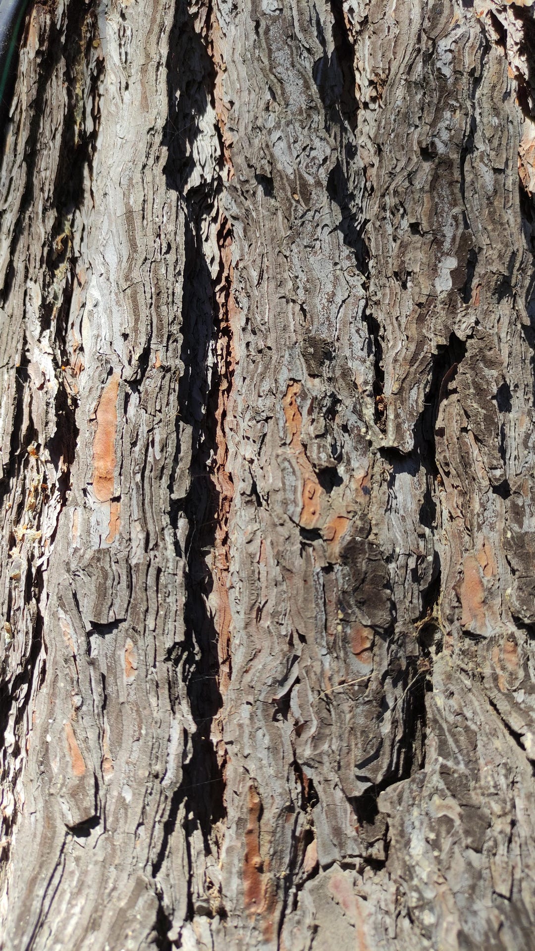 Bark Texture Printable Pine Bark Texture Pack,calm Natural Tree Bark Backgrounds,organic Wood ...