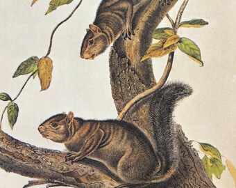 Vintage Original Audubon Animal Illustration Double Sided Bookplate Squirrel Framable Art