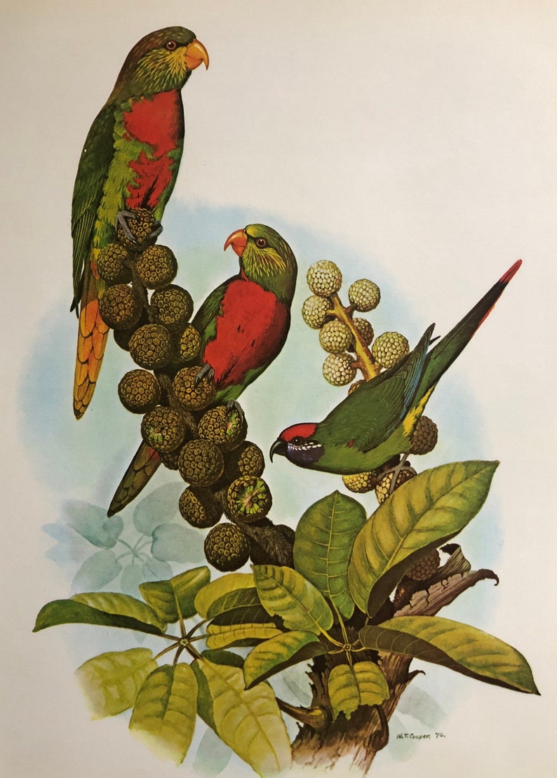 Vintage Original Tropical Bird Illustration Bookplate Lorikeet Parrot Framable Art