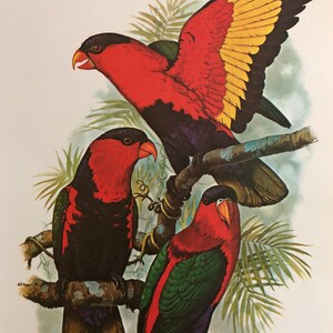 Vintage Original Tropical Bird Illustration Bookplate Parrot Framable Art