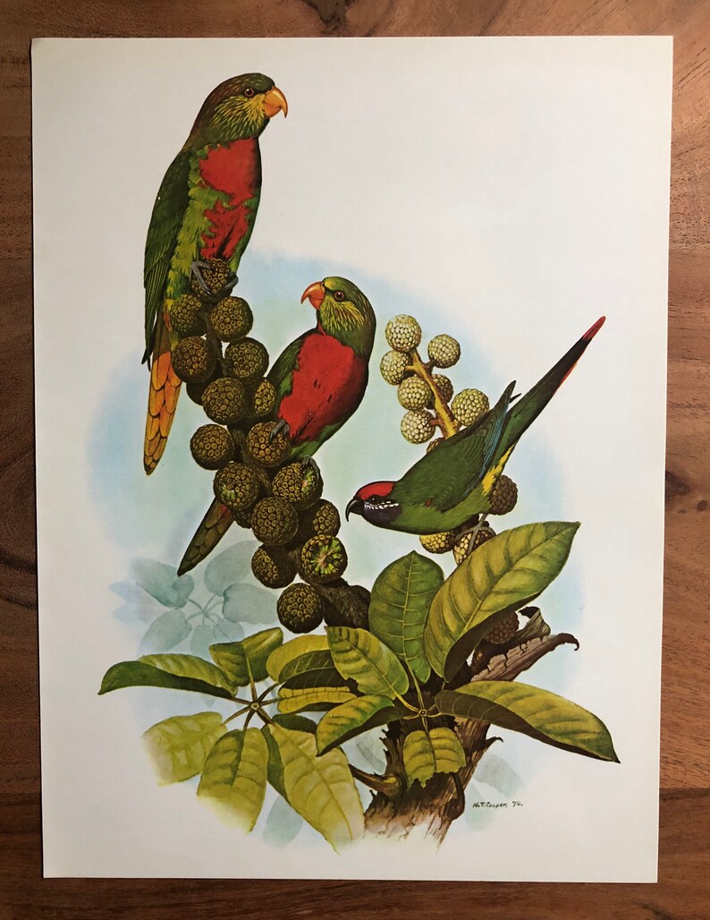 Vintage Original Tropical Bird Illustration Bookplate Lorikeet Parrot Framable Art