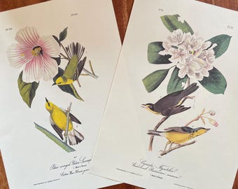 Set of 2 Vintage Original Audubon Bird Illustration Double Sided Bookplates Warbler & Flycatcher Framable Art