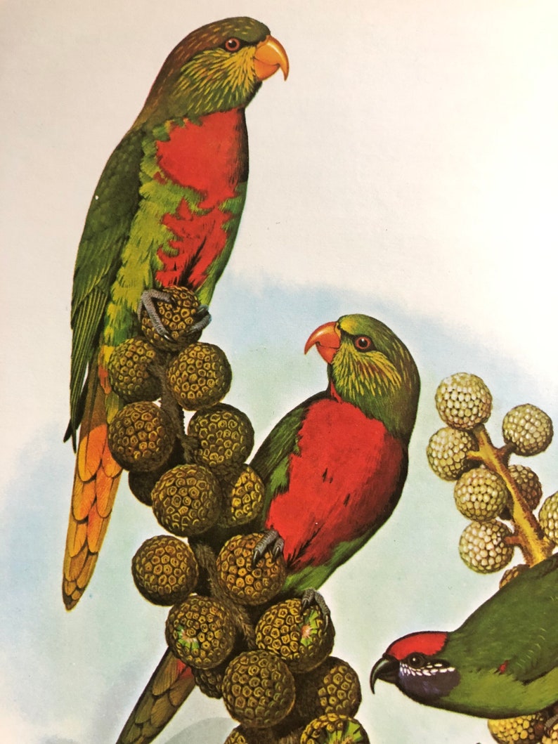 Vintage Original Tropical Bird Illustration Bookplate Lorikeet Parrot Framable Art