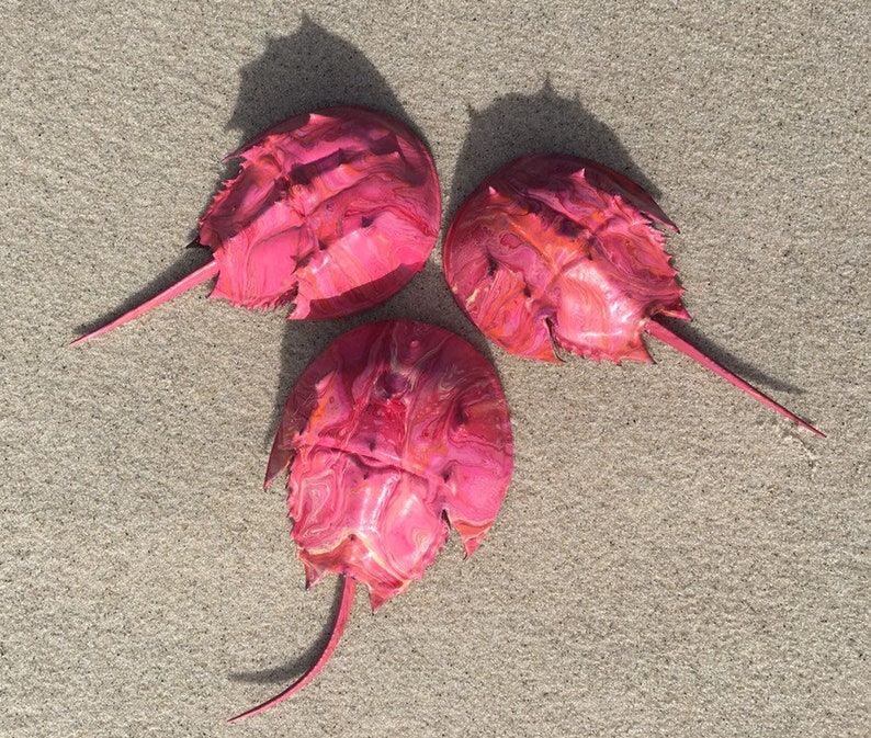 Set of 3 small hand painted Horseshoe Crab Shells | Etsy