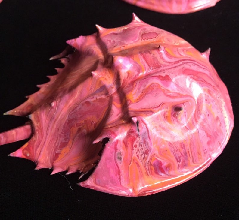 Set of 3 Small Hand Painted Horseshoe Crab Shells Etsy