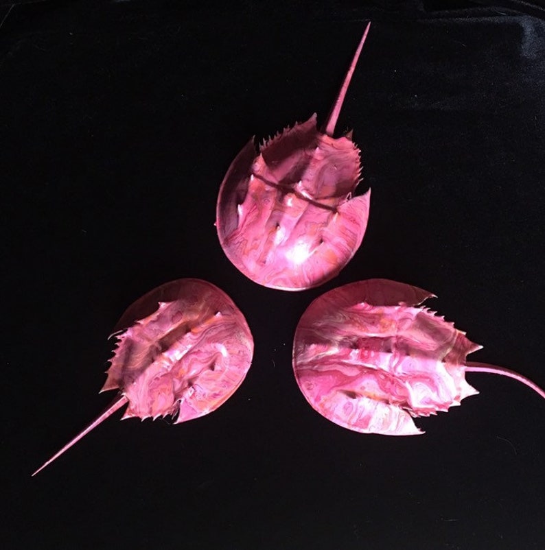 Set of 3 Small Hand Painted Horseshoe Crab Shells Etsy