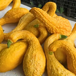 Puede incluir: Primer plano de varias calabazas amarillas, cada una con un cuello curvado y piel texturizada. Las calabazas tienen tallos verdes y están dispuestas juntas. El color amarillo brillante y las formas inusuales son prominentes.