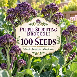 May include: A packet label for Purple Sprouting Broccoli 100 Seeds featuring a cream-colored decorative frame with dark purple text, surrounded by vibrant green leaves and clusters of purple broccoli florets in a garden setting.