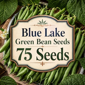 Semillas de judías verdes Blue Lake, 75 judías tiernas, para siembra en huerto.