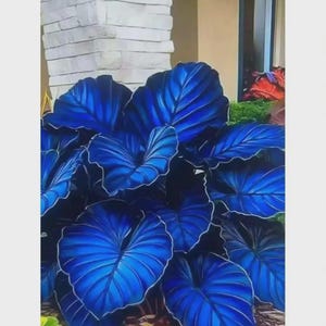 Puede incluir: Primer plano de una planta con hojas grandes, brillantes y de color azul intenso. Las hojas tienen venas prominentes y un sutil contorno blanco, creando un contraste llamativo. La planta está rodeada de mantillo marrón y follaje verde.