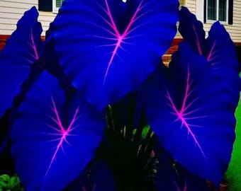 Bulbos de Caladium Fiesta – Paquete de 2 plantas tropicales de jardín con forma de oreja de elefante