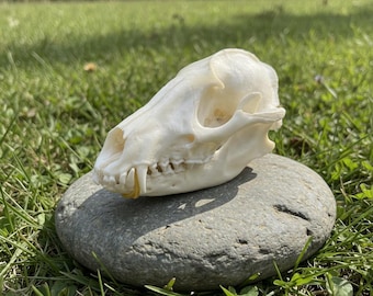 Real Raccoon Skull Specimen | Clean Bleached White Raccoon Head Bone | Oddities Curio Cabinet Vulture Culture Decor