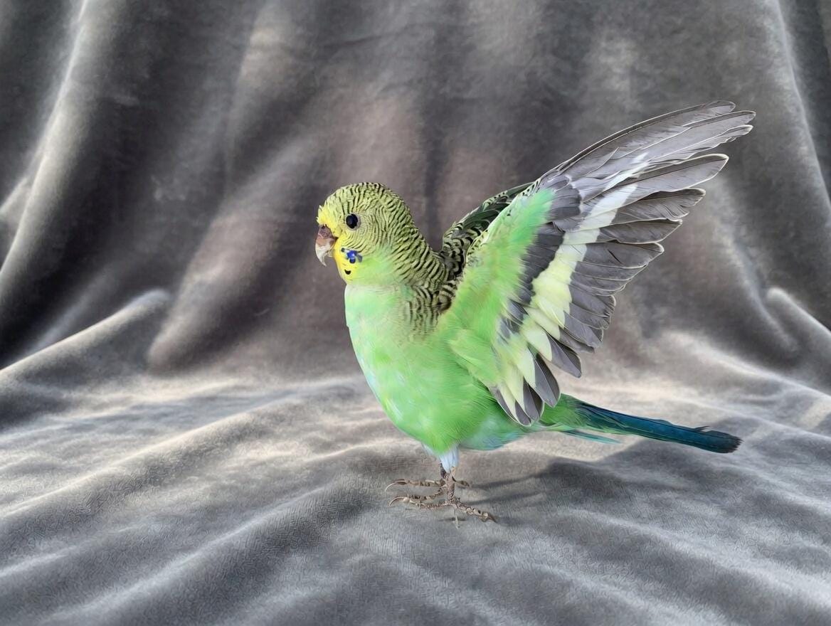 Antique taxidermy parrot - Etsy 日本