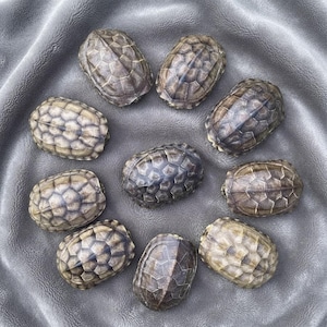 Authentic Turtle Shell Specimen | Ethical Natural History Curio | Real Animal Bone Collectible & Decor