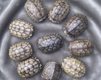 Authentisches Schildkrötenpanzermuster | Ethisches Naturgeschichtliches Kuriosum | Echter Tierknochen Sammlerstück & Dekor