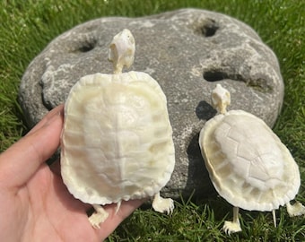 Scheletro di tartaruga autentico – Esemplare naturale di osso di tartaruga da esposizione – Decorazione per gabinetto delle curiosità – Collezione di tassidermia – Curiosità gotiche