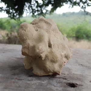 Marine rock with coral structure – unique piece”