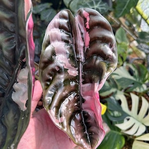 Alocasia cuprea pink - Etsy 日本
