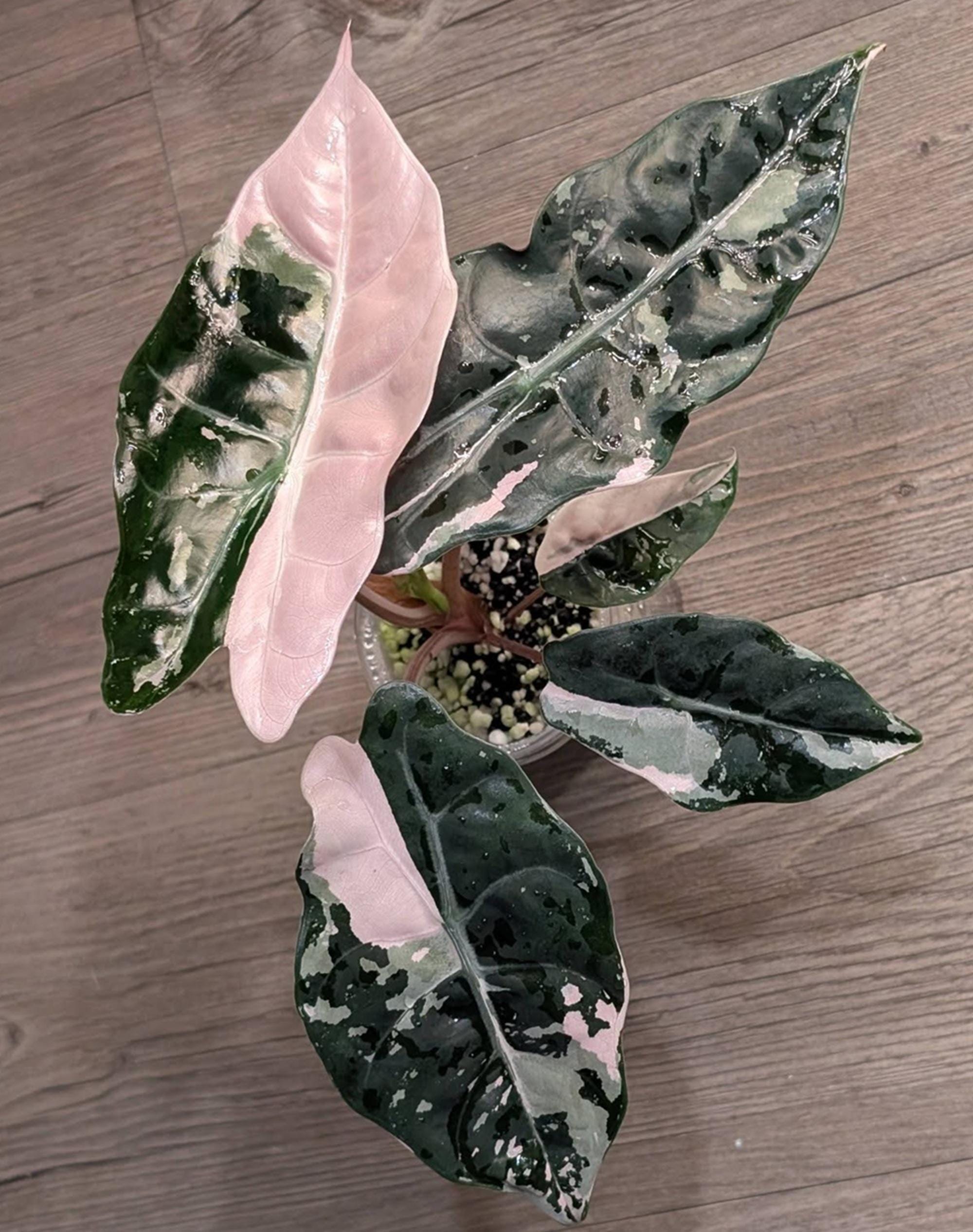 Alocasia chantrieri pink variegated - Etsy 日本