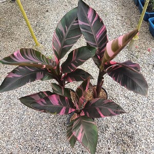 Musa nono pink variegated banana - Etsy 日本