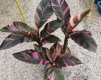 Bananeira-rosa variegada Musa Nono: Rara tropical - Muda enraizada