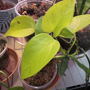 Pothos neón