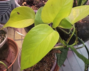 Neonowy Pothos