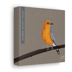 Orange-Headed Thrush Bird Lover Canvas Wall Art