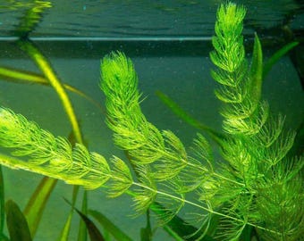 Buy2Get1Free Hornwort Coontail Live Aquarium Pond Plant