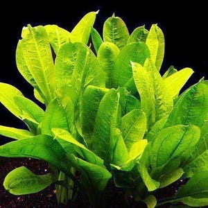 May include: Close-up of vibrant green aquatic plant leaves with prominent veins. The leaves are broad and lance-shaped, with a slightly textured surface. The plant has a lush, full appearance, set against a dark background. Ideal for aquarium decor.
