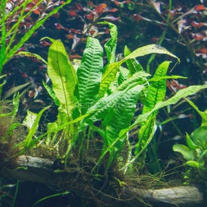 Buy2Get1Free Java Fern Leptochilus pteropus Live Aquarium Pond Plant