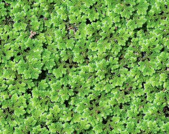 Buy2Get1 Azolla Fairy Moss Mosquito Fern Floating Plant for pond or aquarium Easy Aquarium Plant Floating Aquarium Plant