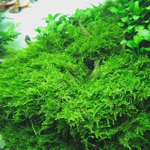 May include: A vibrant green aquatic plant, likely moss, dominates the image, showcasing a dense, textured appearance. Small fish swim in the background, suggesting an underwater environment. The plant's lushness and the presence of fish indicate a thriving ecosystem.