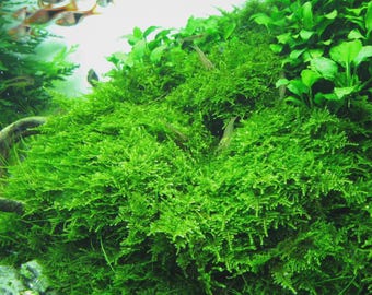 Buy2Get1Free Christmas Moss for Aquarium Live Aquarium Pond Plant Attach to driftwood or any structure Easy Live Aquarium Plants