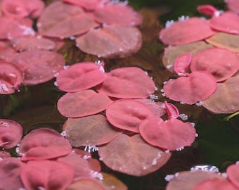 May include: Close-up of floating aquatic plants with pink, heart-shaped leaves. The leaves are a vibrant pink color, with some showing a hint of brown. The water is dark green, creating a contrast with the pink leaves.