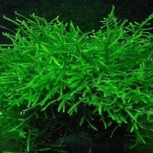 May include: A vibrant green aquatic plant, likely moss, with a dense, bushy appearance. The plant features numerous thin, needle-like leaves, creating a textured, full form. The background is dark, highlighting the bright green color of the plant.