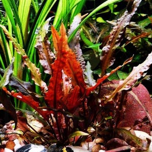May include: Close-up of aquatic plants with vibrant red, green, and brown leaves. The plant has a unique, textured appearance, with a mix of colors and shapes. The image is set against a background of rocks and pebbles, creating a natural, underwater scene.