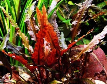 Buy2Get1Free Crypt Wendtii Red Cryptocoryne Wendtii Red Crypt Plant Live Aquarium Pond Plant