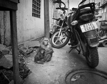 Stampa fotografica in bianco e nero di Jodhpur, India, con ritratto di scimmia e cucciolo, fotografia di strada del Rajasthan, foto di fauna selvatica.