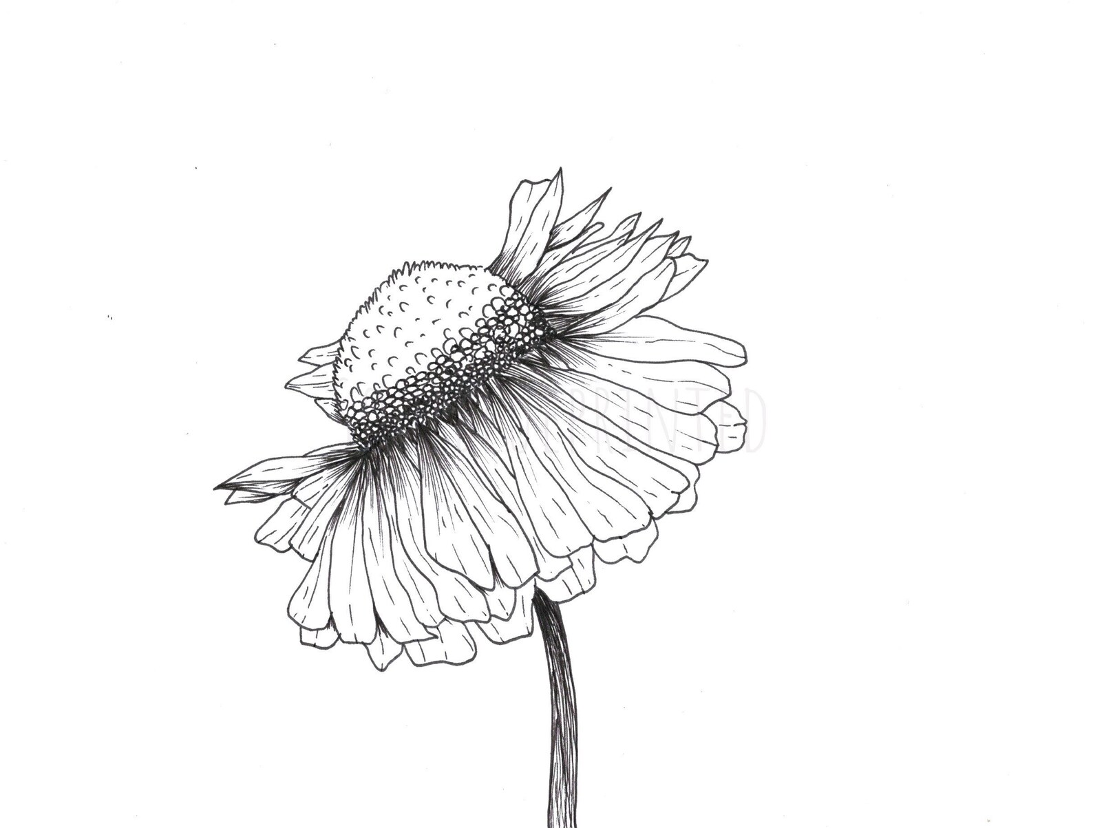 Daisy Original Art Pen and Ink Drawing Sketch Style A5 Art Etsy
