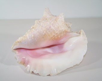 Large Conch Sea Shell 8 Inch Pink Ivory Natural Beach