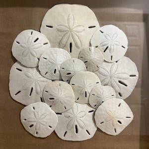 Handmade Sand Dollar Shadow Box: Florida Beach Coastal Wall Decor (13.5" x 13.5")