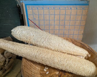 Lufa orgánica cultivada en casa