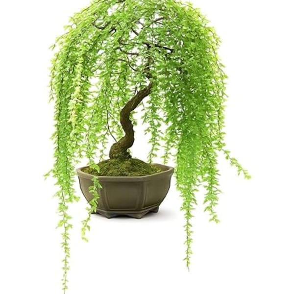 Dwarf Weeping Willow Bonsai Cutting, Live Cascading Tree, Mini Starter Plant