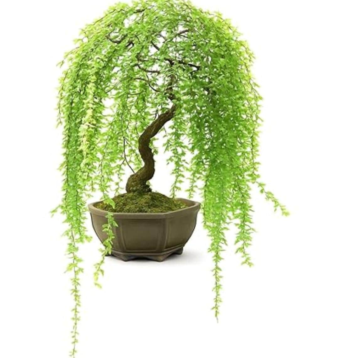 callicarpa bonsai Purple Beautyberry Bonsai Tree – Bella Bonsai Nursery main image 1