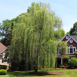 May include: A large, mature weeping willow tree with cascading green foliage dominates the foreground. The tree is set against a backdrop of a blue sky and a red brick house with white trim. The scene is a well-manicured lawn.