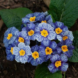 Blue Zebra Primrose Seeds | Rare Striped Perennial Flower for Shade Gardens image 4