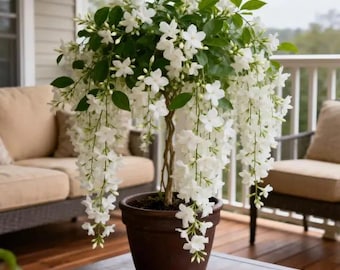 Fragrant Climbing Jasmine Seeds: Fast Growing Vine, Non-GMO, Pollinator Attracting Garden Plant