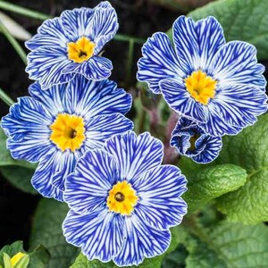 May include: Close-up of vibrant blue and white striped flowers with bright yellow centers. The flowers are surrounded by green leaves, creating a striking contrast. The petals have a delicate, textured appearance, showcasing nature's intricate design.